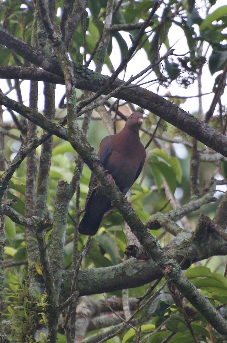 Red-billed Pigeon - ML32859581