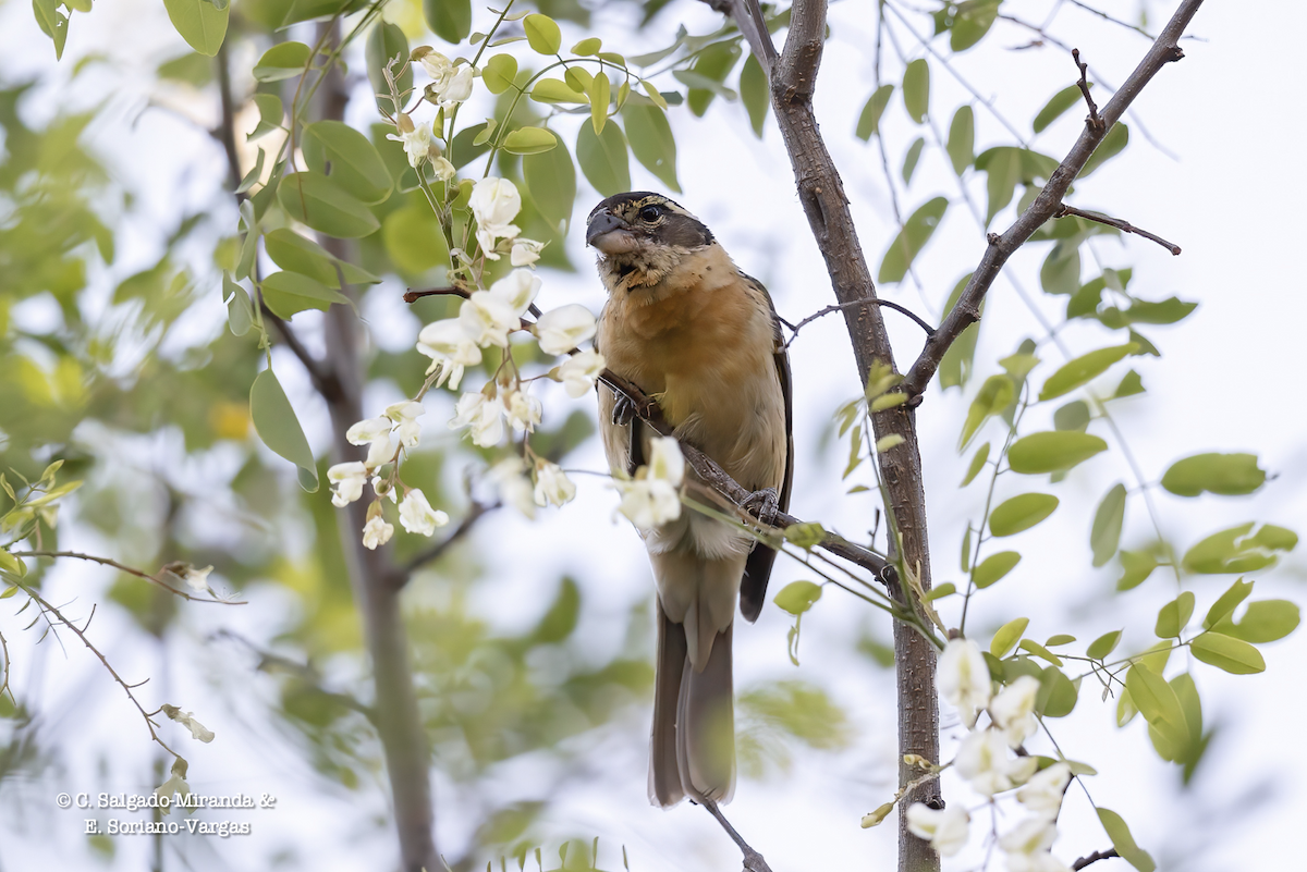 Black-headed Grosbeak - ML328595881