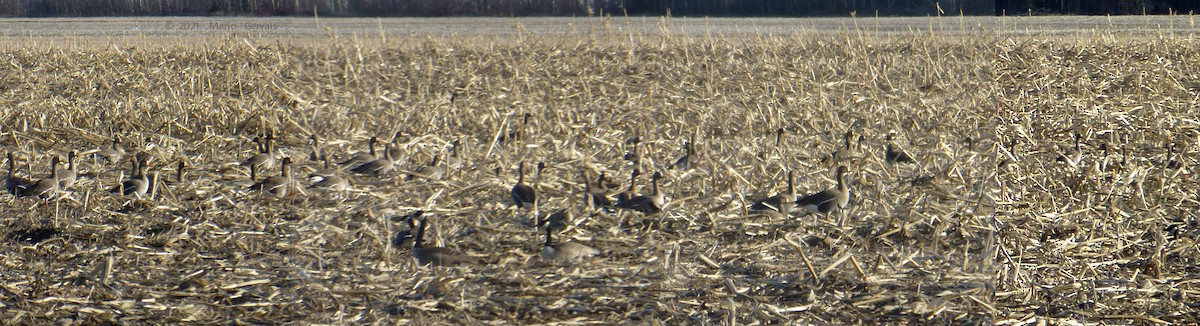 Greater White-fronted Goose - ML328596031