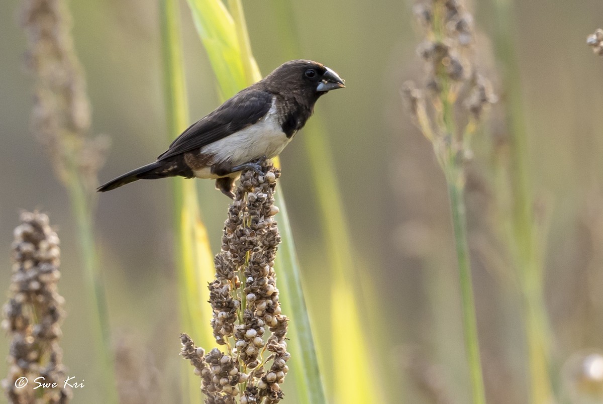 White-rumped Munia - ML328596131