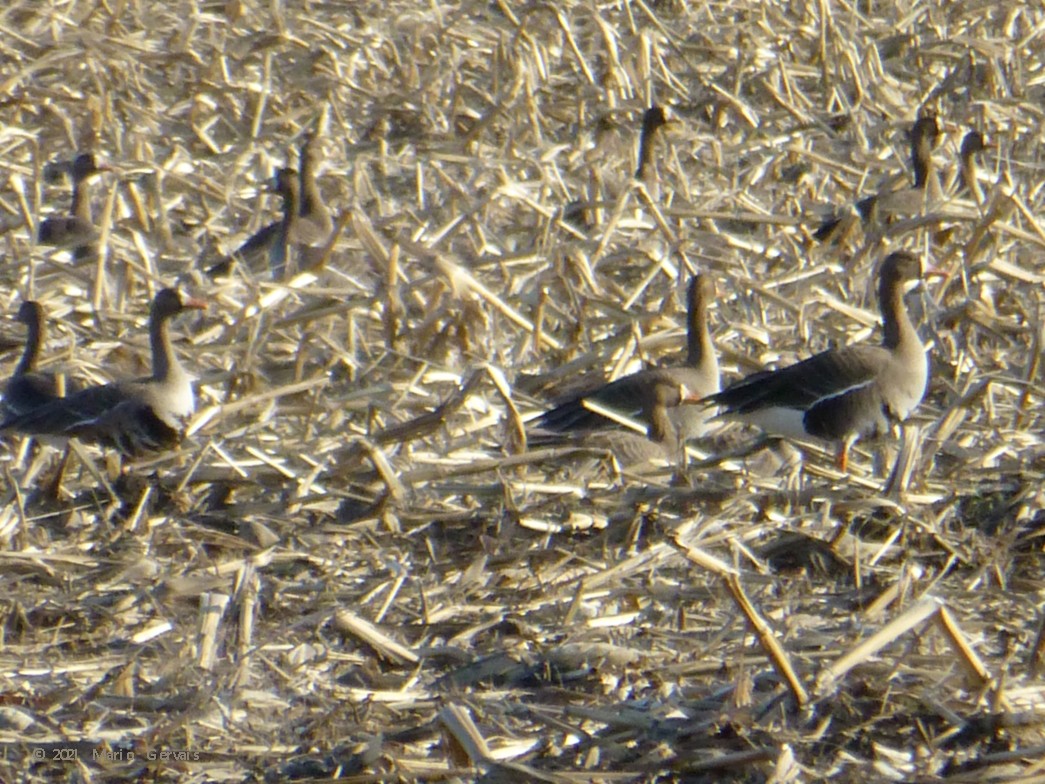 Greater White-fronted Goose - ML328596181