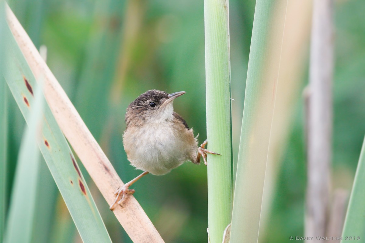 Marsh Wren - ML32859671