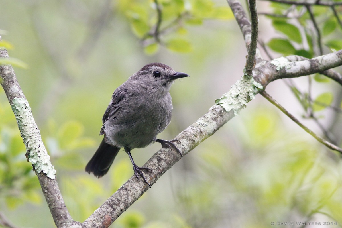 Gray Catbird - ML32859681