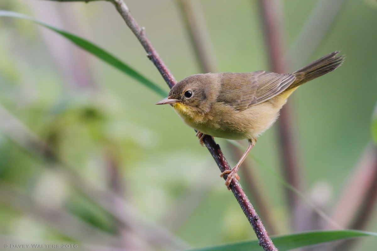 Common Yellowthroat - Davey Walters