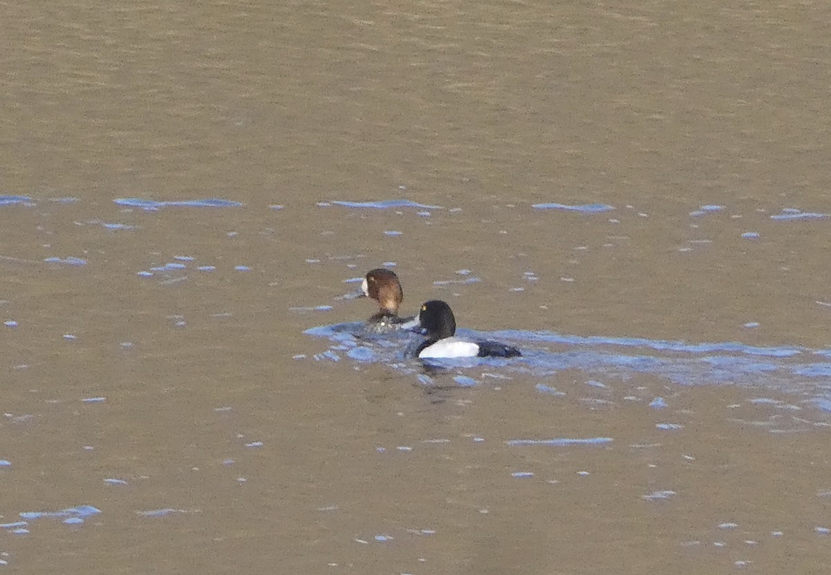 Greater Scaup - ML328599161