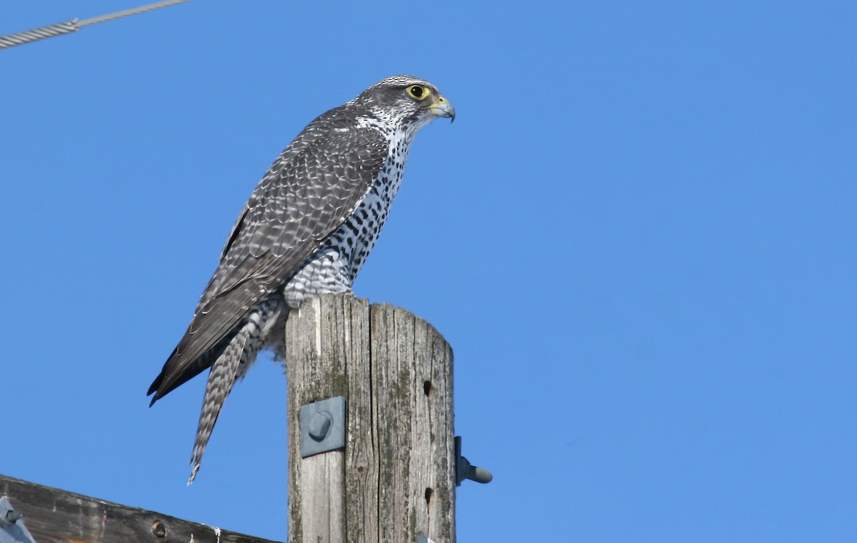 Gyrfalcon - Michael Woodruff