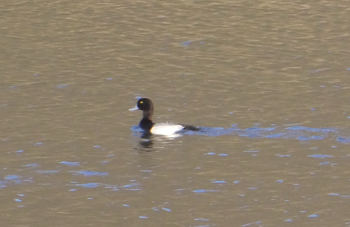 Greater Scaup - ML328599421