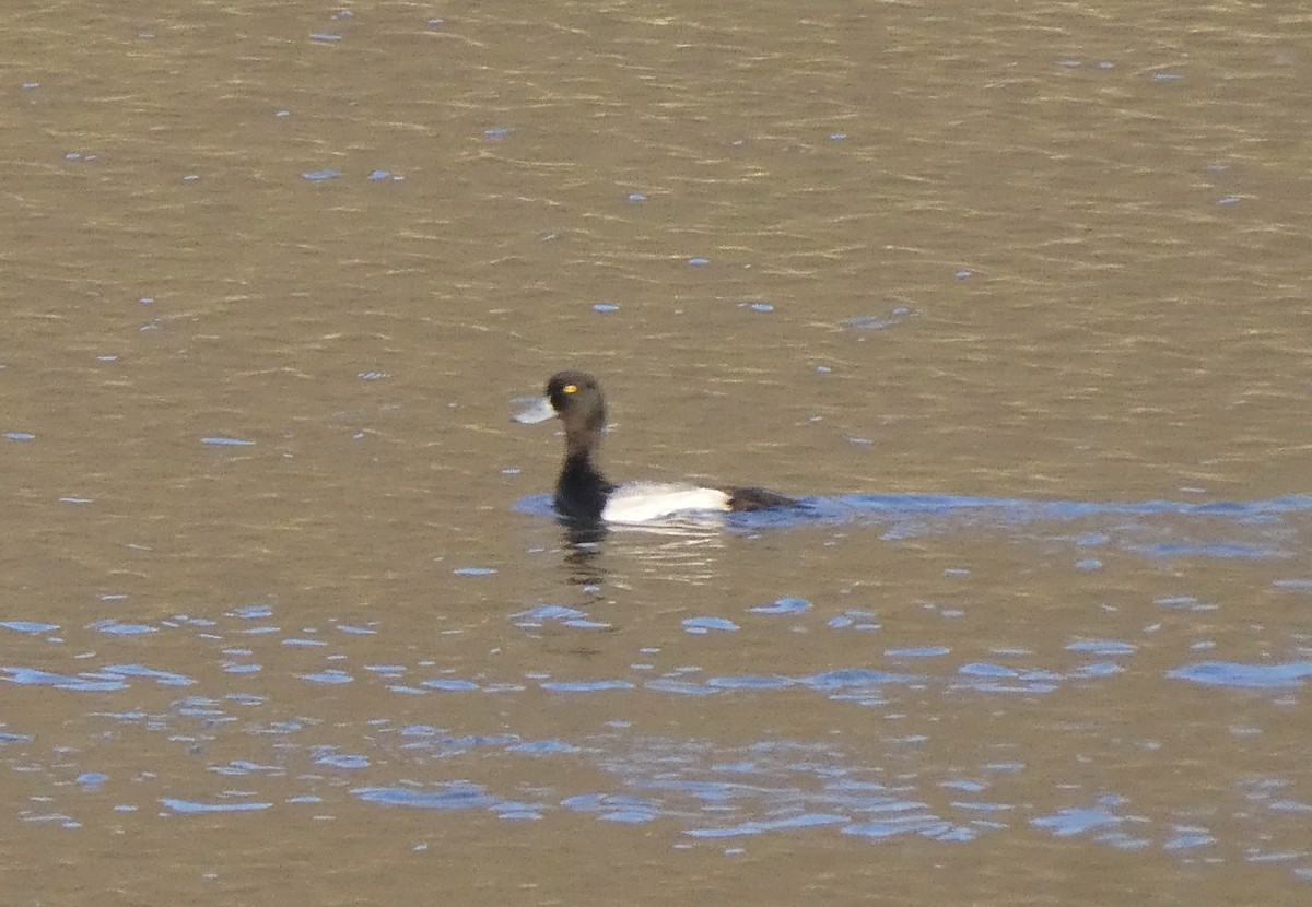 Greater Scaup - ML328599461