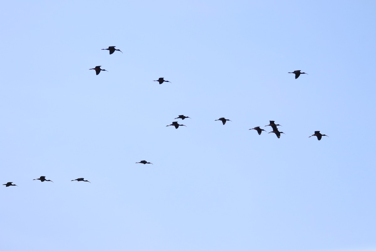 Glossy Ibis - ML328602711