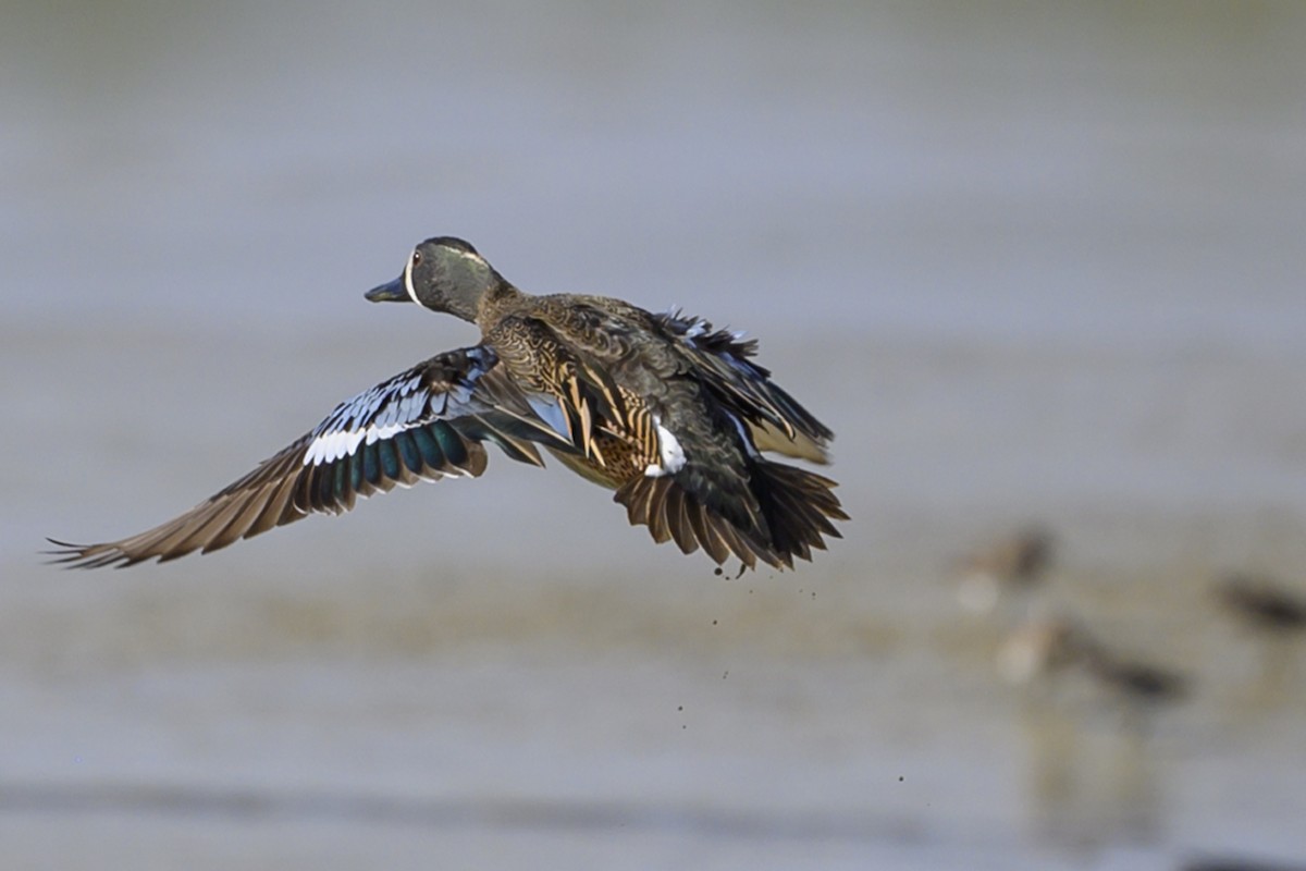 Blue-winged Teal - Lorenz Crespo