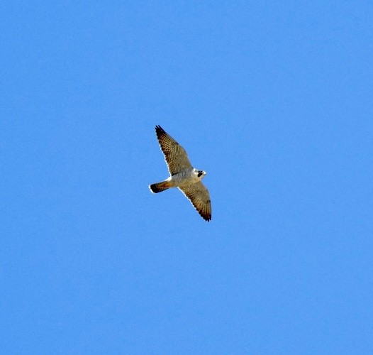 Peregrine Falcon - ML328603411