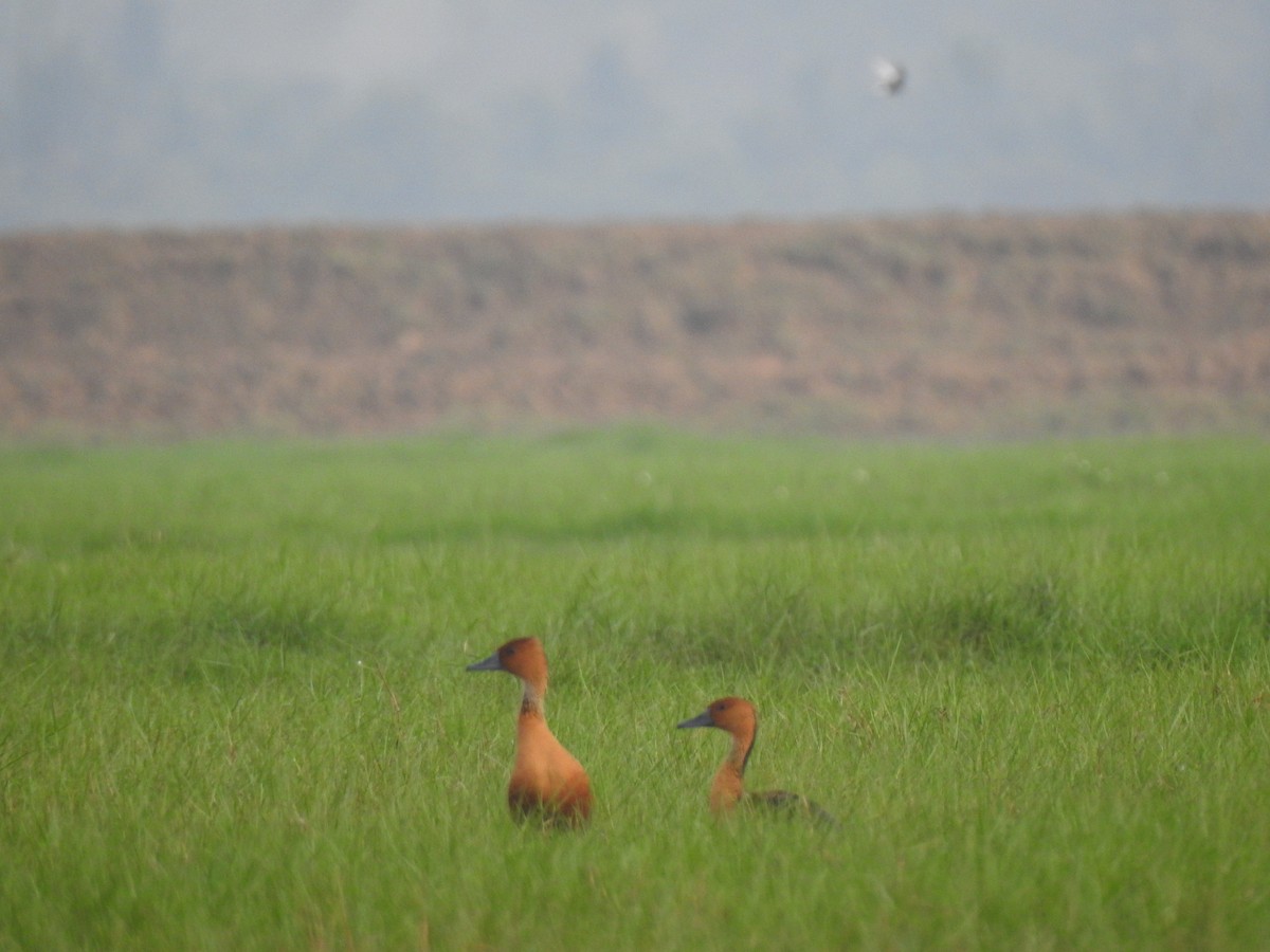 Fulvous Whistling-Duck - ML328604501