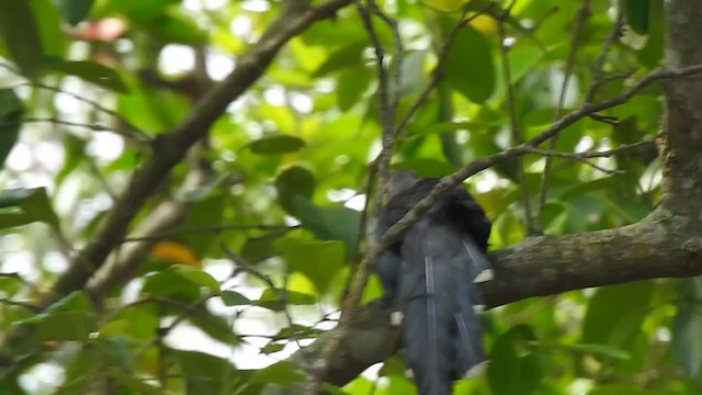 Green-billed Malkoha - ML328604801