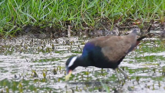 Bronze-winged Jacana - ML328605821