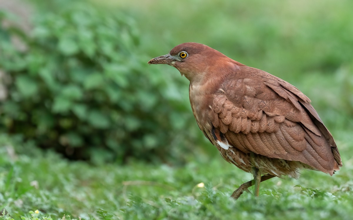 Japanese Night Heron - ML328606631