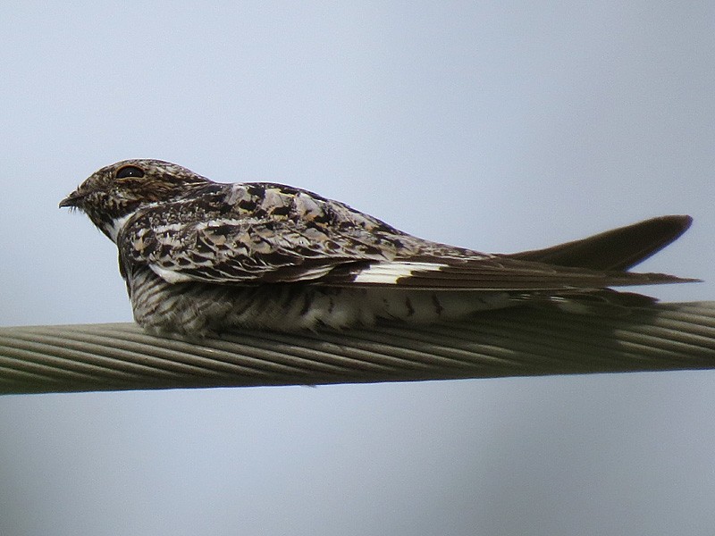 Common Nighthawk - wendy wright