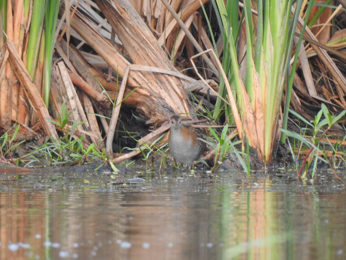 Baillon's Crake - Francis D'Souza