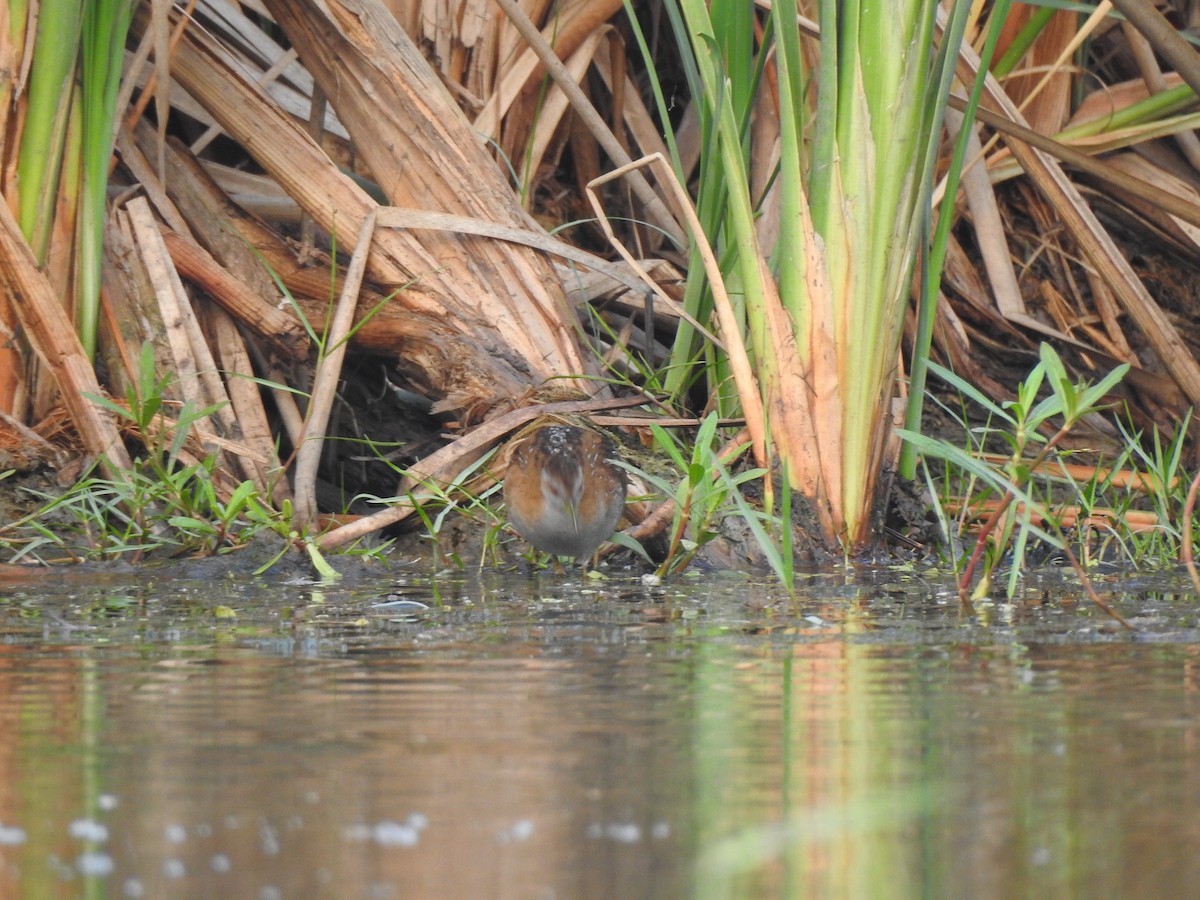 Baillon's Crake - Francis D'Souza