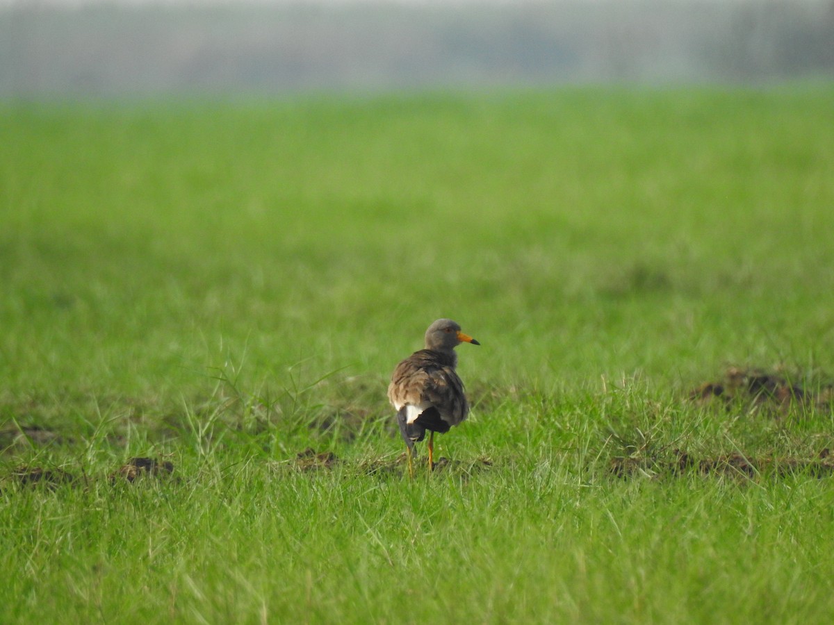 Gray-headed Lapwing - Francis D'Souza