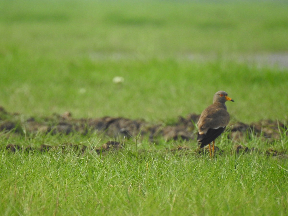 Gray-headed Lapwing - Francis D'Souza