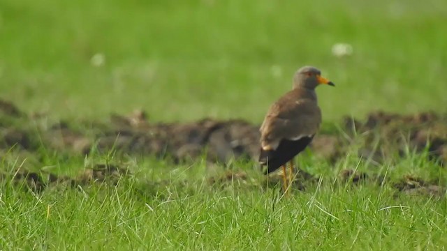 Gray-headed Lapwing - ML328609951