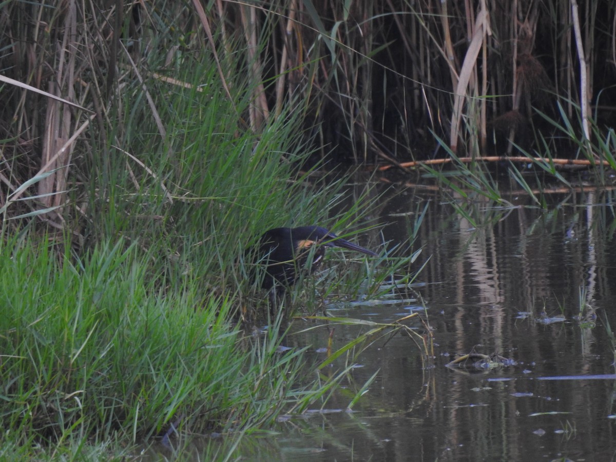 Black Bittern - ML328610341