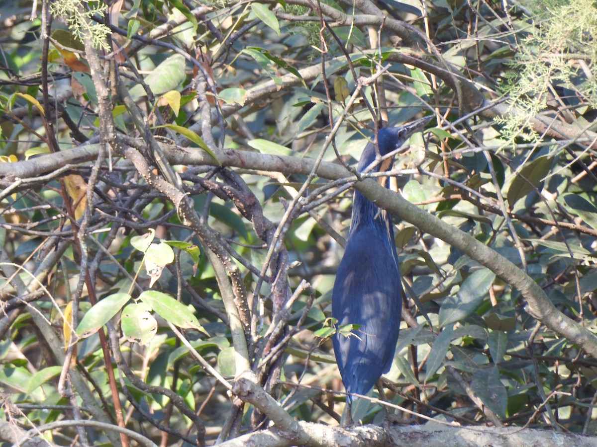 Black Bittern - Francis D'Souza