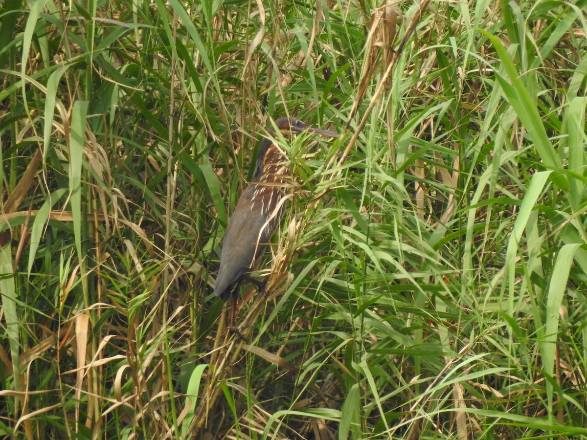 Black Bittern - ML328610411