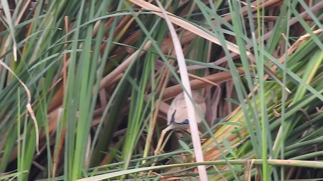 Yellow Bittern - ML328610481