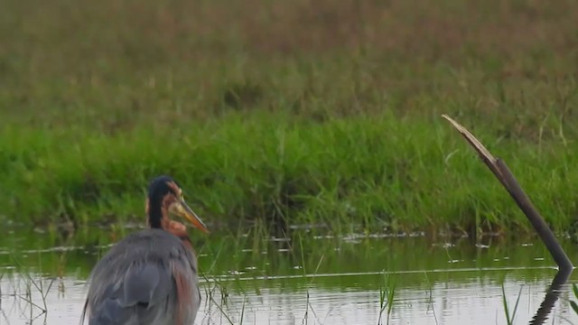 Purple Heron - ML328610531