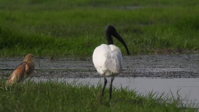 Ibis à tête noire - ML328610631