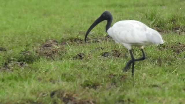 Ibis à tête noire - ML328610681