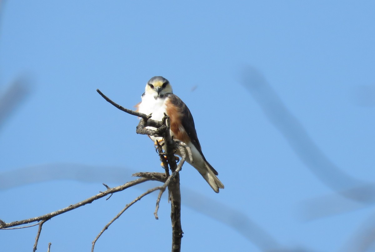 Pearl Kite - ML32861131