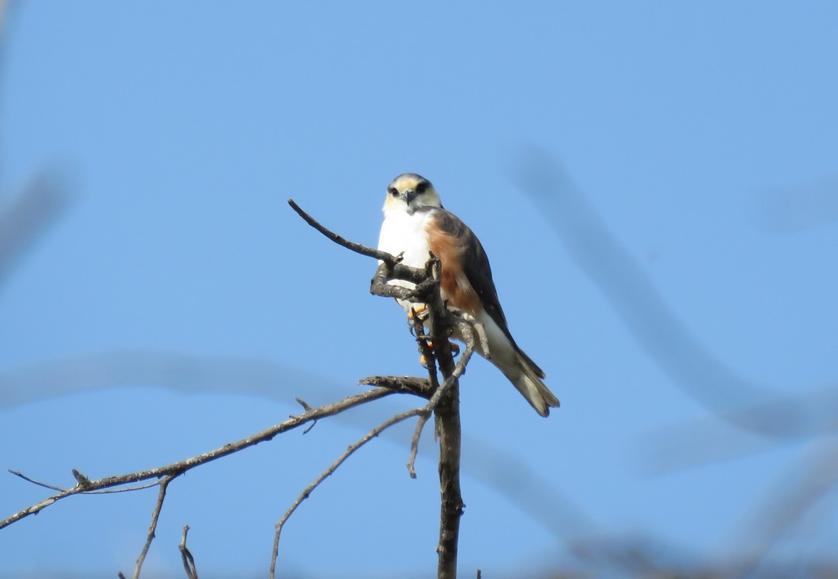 Pearl Kite - Fernando Angulo - CORBIDI