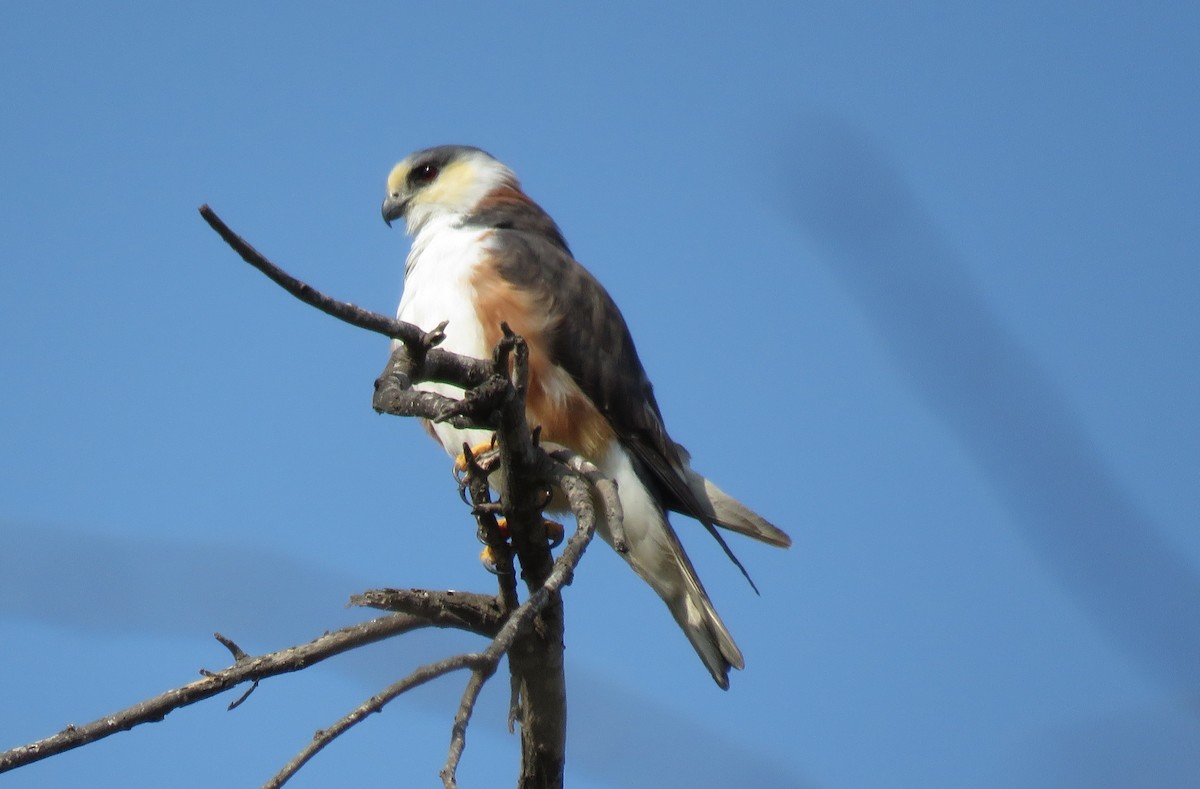 Pearl Kite - Fernando Angulo - CORBIDI