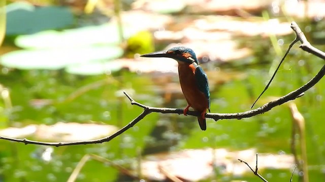 Common Kingfisher - ML328611821
