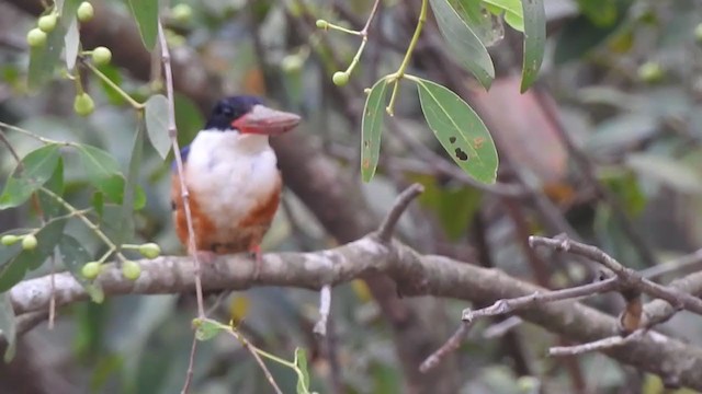 Black-capped Kingfisher - ML328612151