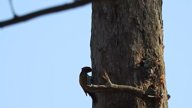 Black-rumped Flameback - ML328612201