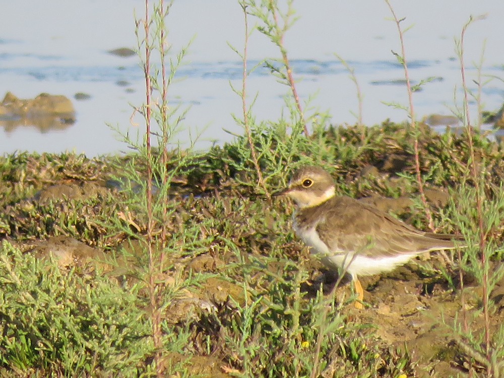 Little Ringed Plover (curonicus) - ML32861321