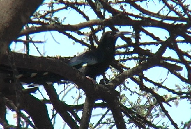 Black-billed Woodhoopoe - Josep del Hoyo