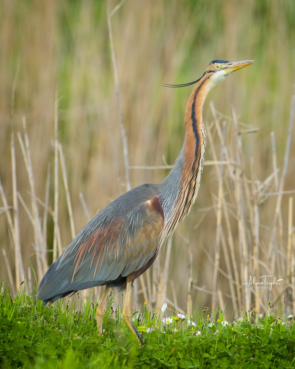 Purple Heron - ML328614451