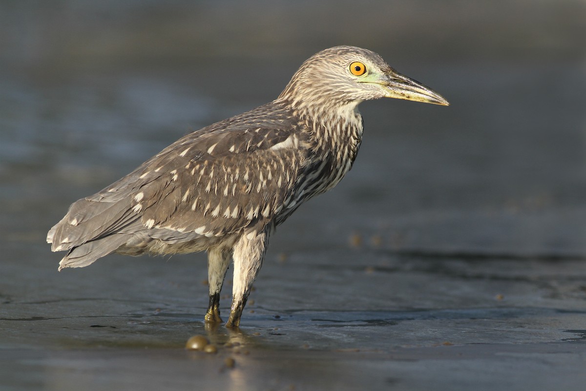 Black-crowned Night Heron - Evan Lipton