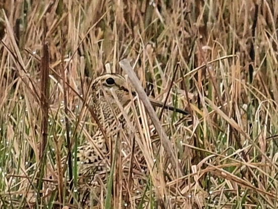 Great Snipe - Xueping & Stephan Popp