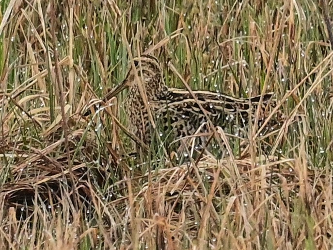 Great Snipe - Xueping & Stephan Popp