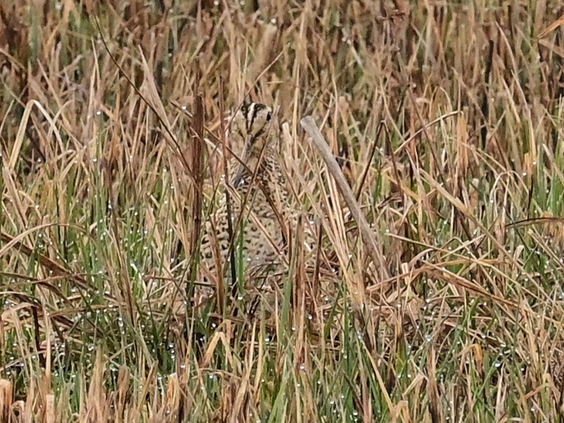 Great Snipe - ML328615271