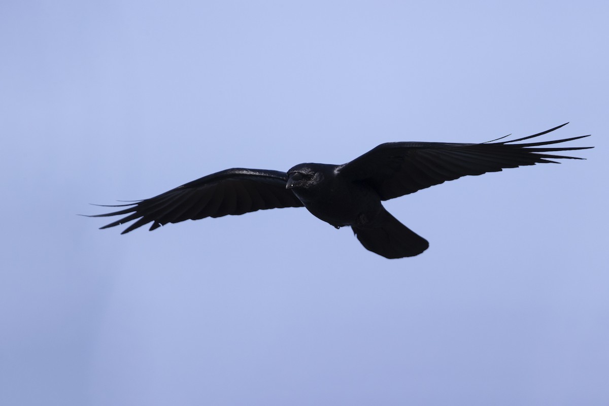 American Crow - ML328615811