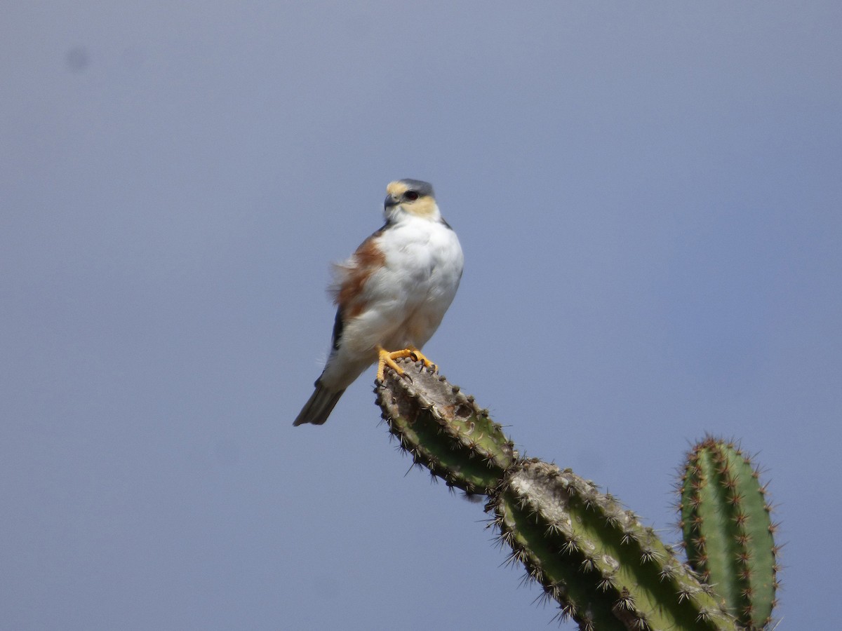 Pearl Kite - Xavier Iñiguez Vela