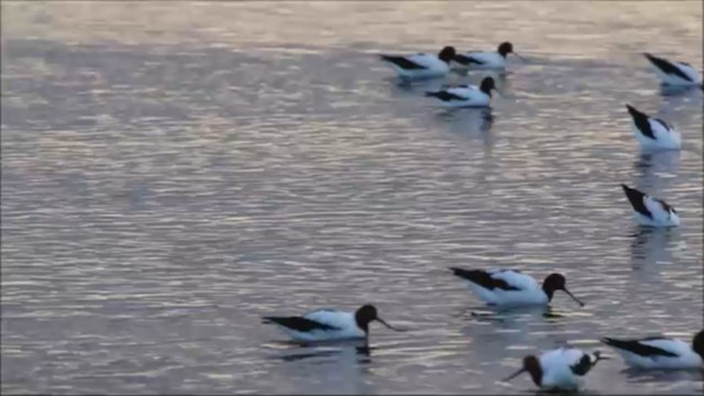 Avoceta Australiana - ML328616451