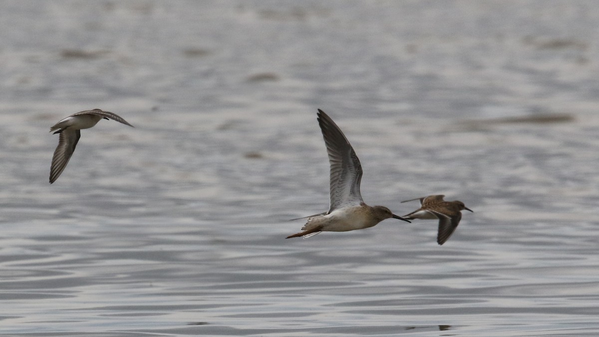 Stilt Sandpiper - ML32861651