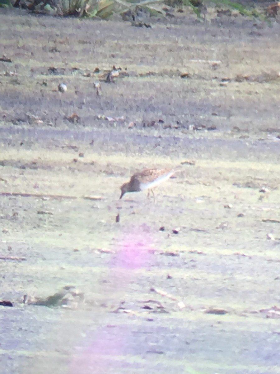 Pectoral Sandpiper - ML32861791